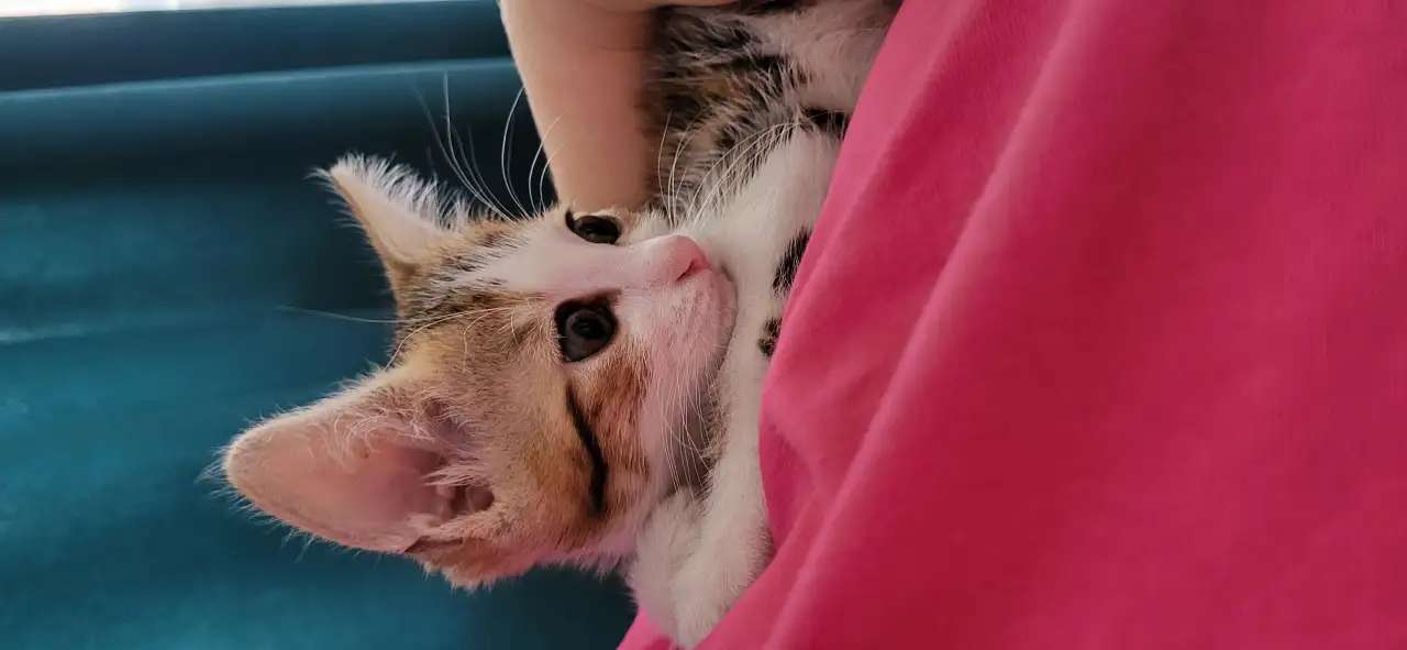 Кошечка