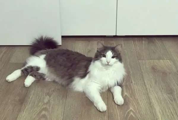 Отдам бесплатно котят