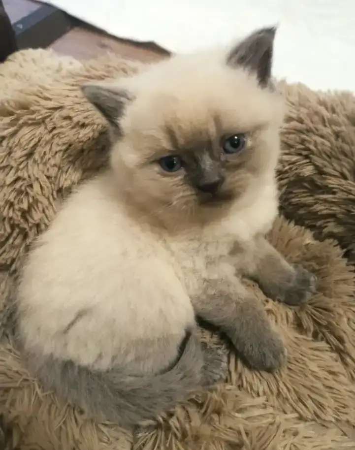 Шотландские котята