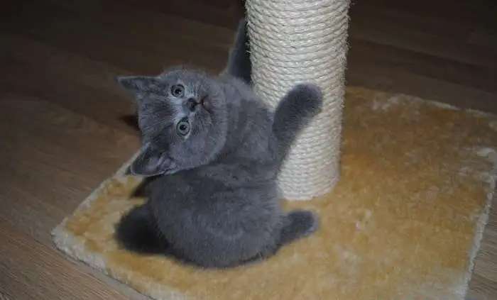 Ласковый котик приглашает