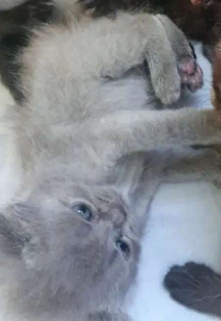 Шотланские котята