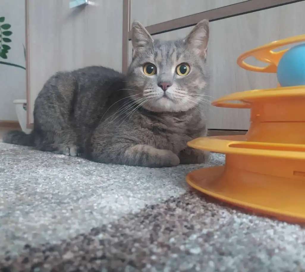 Отдам бесплатно котят