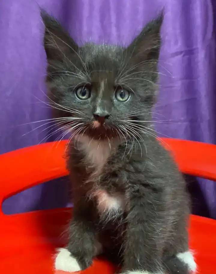 Котята Гиганты породы Мейн Кун