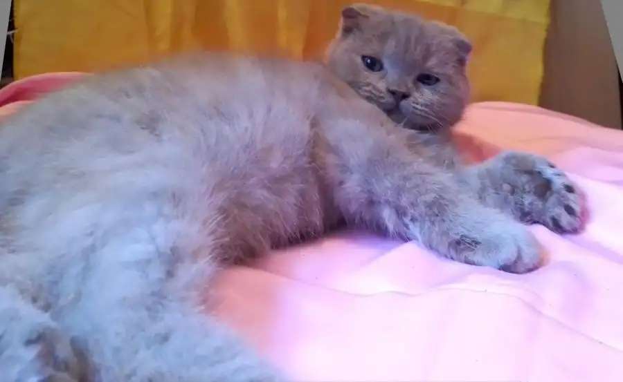 Шотландские вислоухие котята