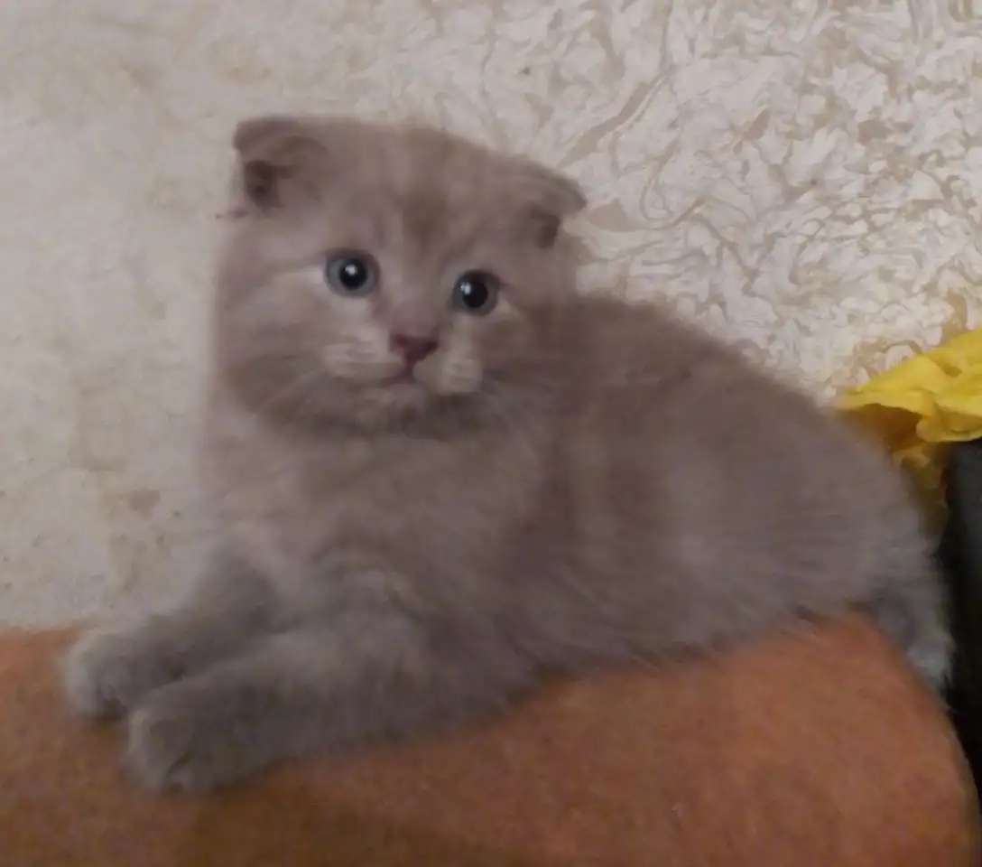 Шотландские вислоухие котята