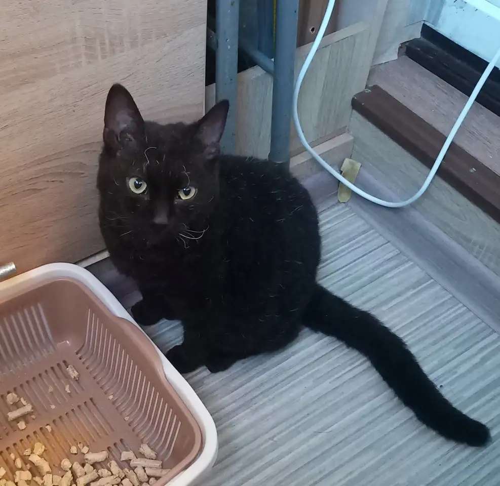 Кудрявый котик в добрые руки