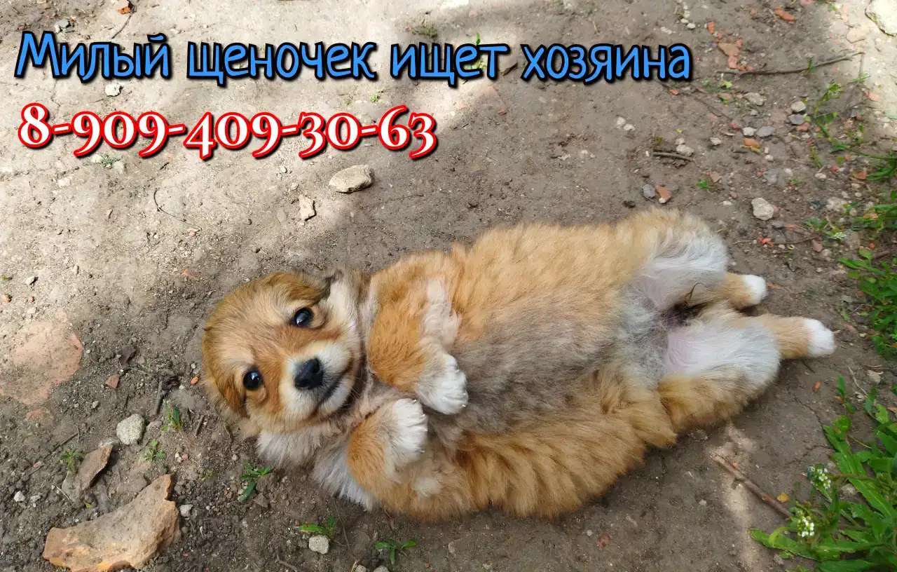 Щенки маленькой собачки 1,5 - 2 месяца