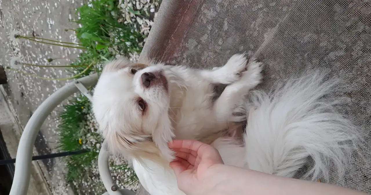 Щенки