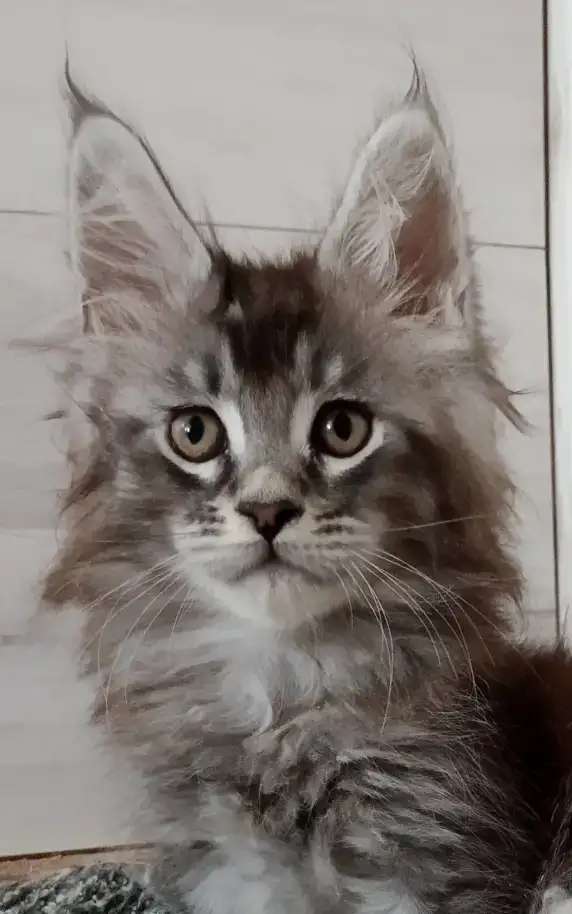 Чёрный дымный котик