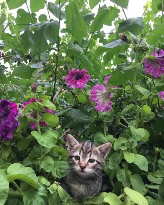 Котята Ищут Дом