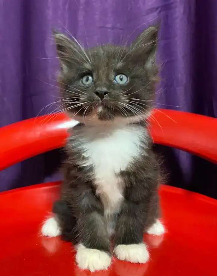 Котята Гиганты породы Мейн Кун
