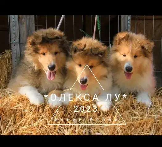 Щенки Колли
