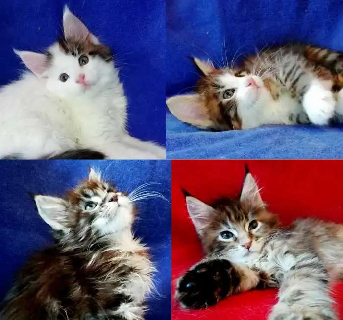 котята мейн кун