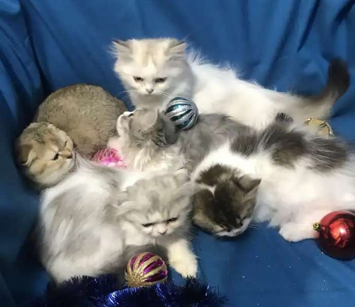 Клубные шотландские котята