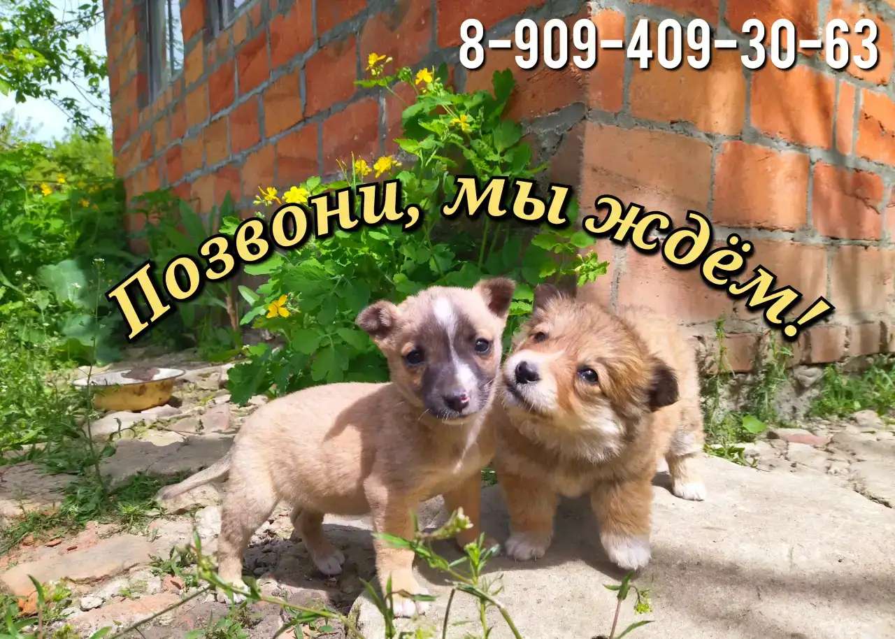 Щенки маленькой собачки 1,5 - 2 месяца