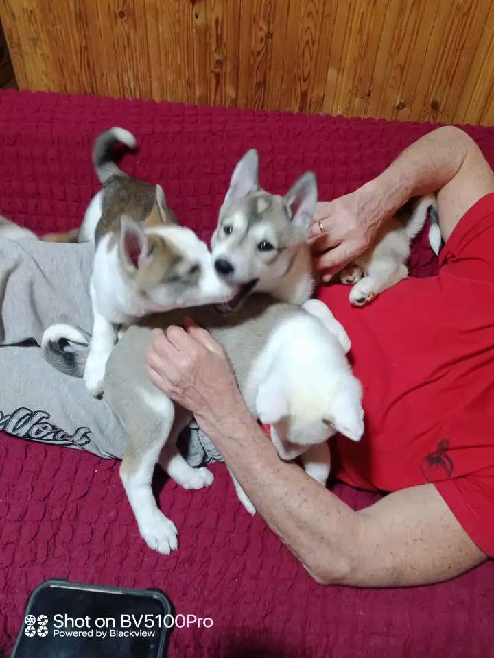 Щенки волкособа