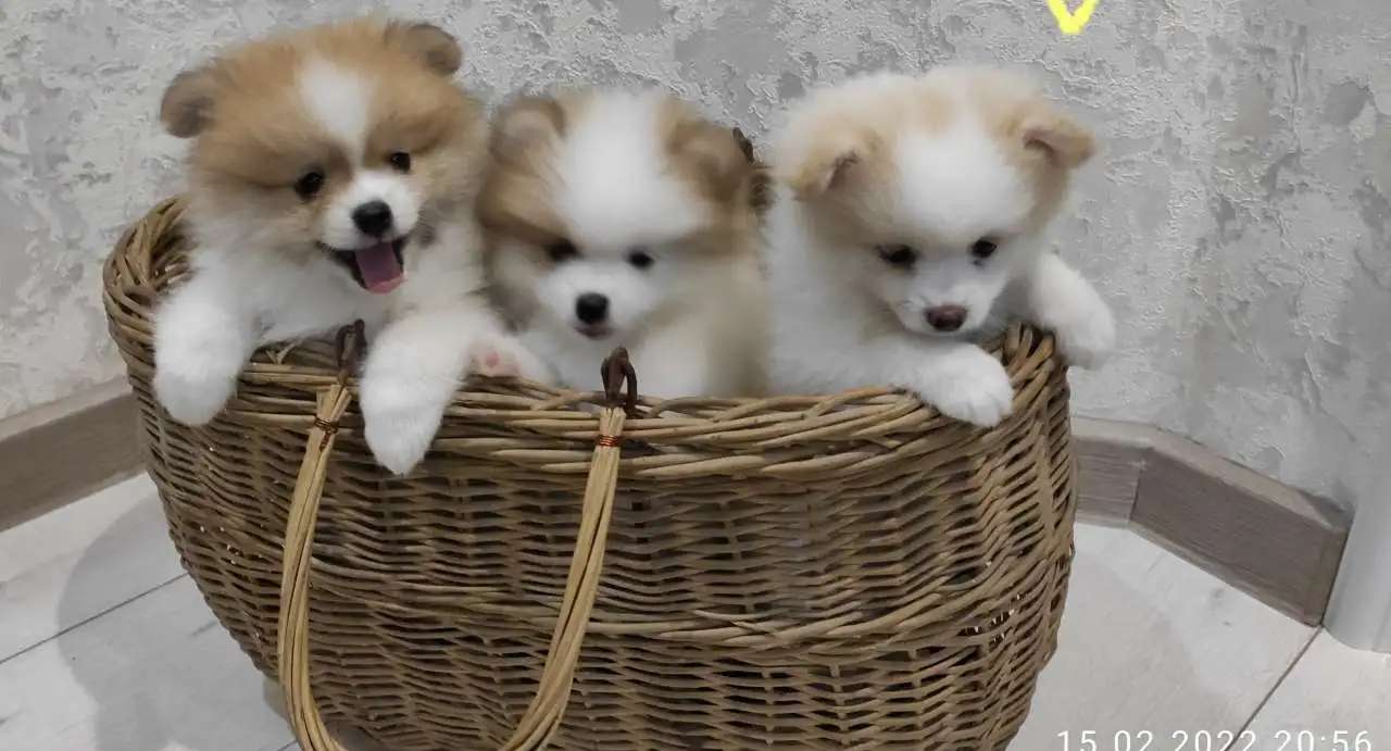 Малый немецкий шпиц