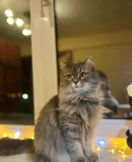 Отдам бесплатно котят