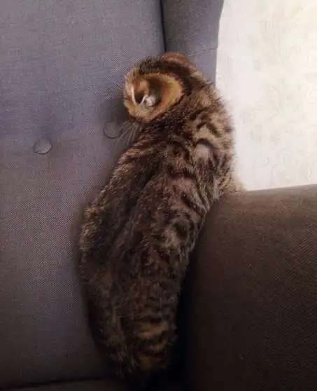 Ласковый котик приглашает