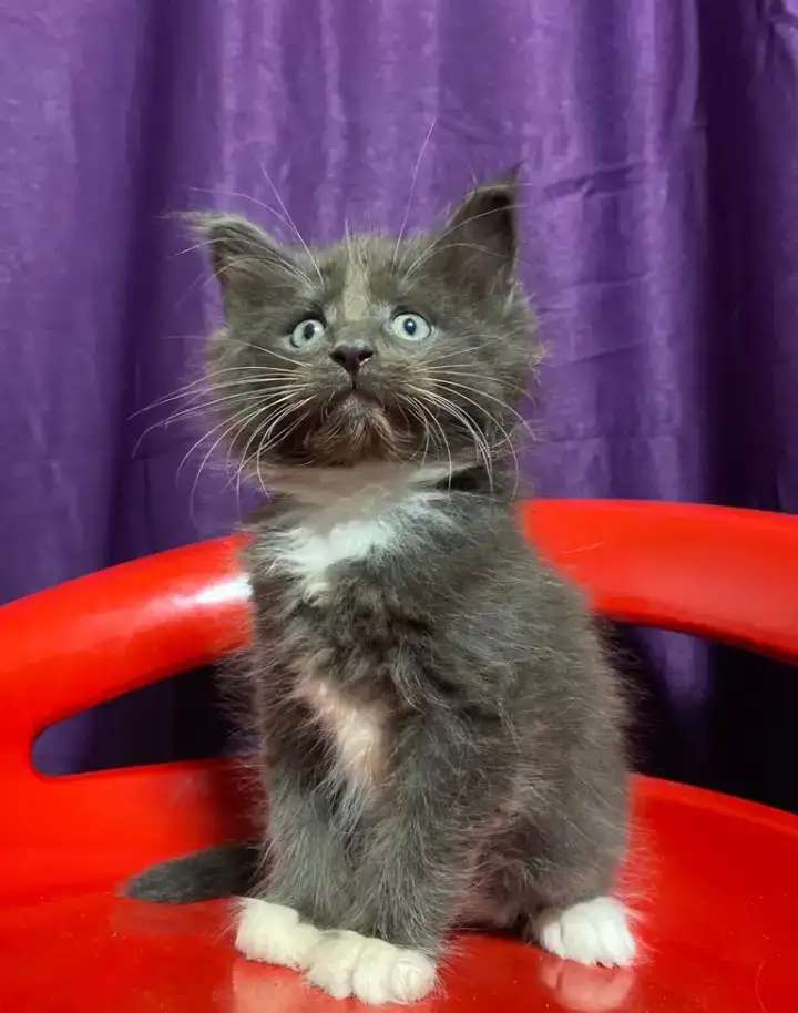 Котята Гиганты породы Мейн Кун