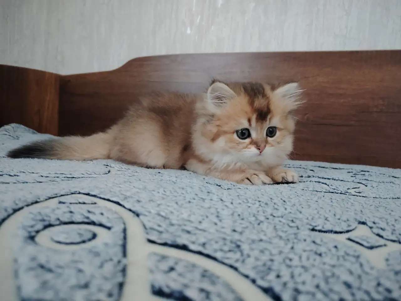 Шотландский котенок
