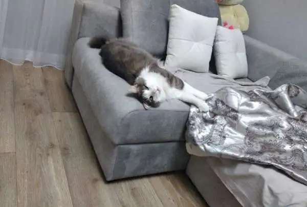 Отдам бесплатно котят