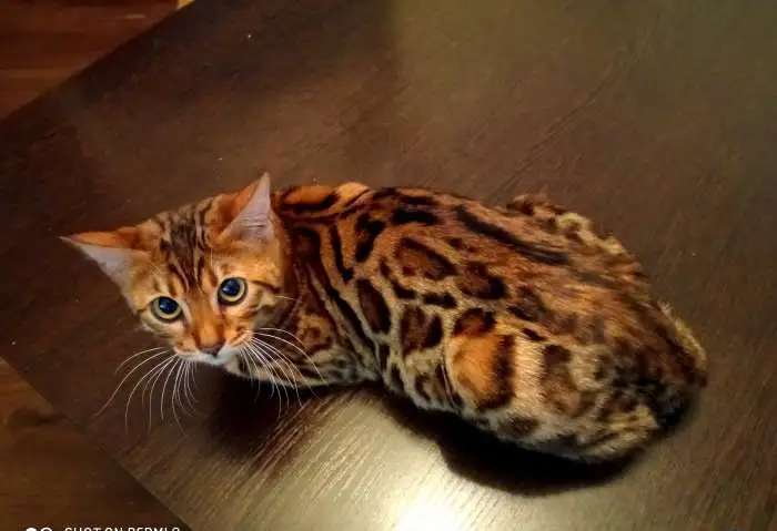Бенгальские подрощенные котята