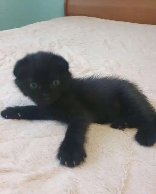 Шотланские котята