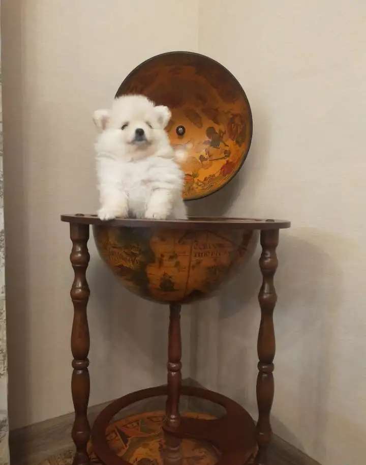Шпиц