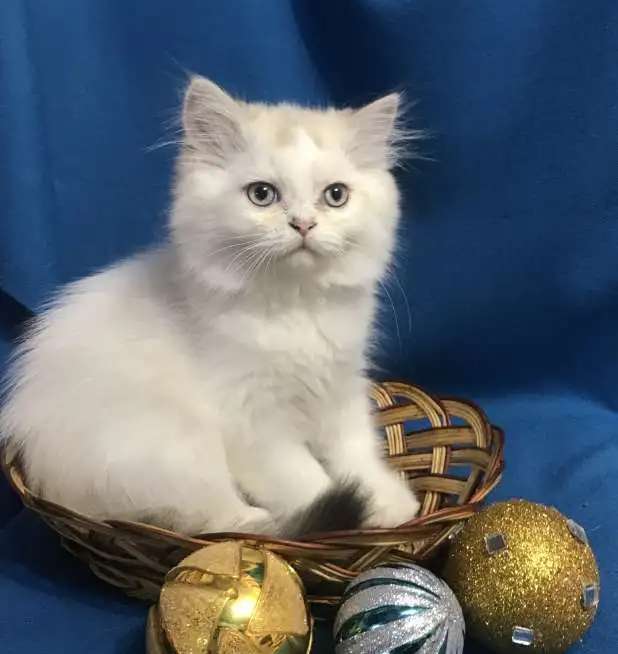 Клубные шотландские котята