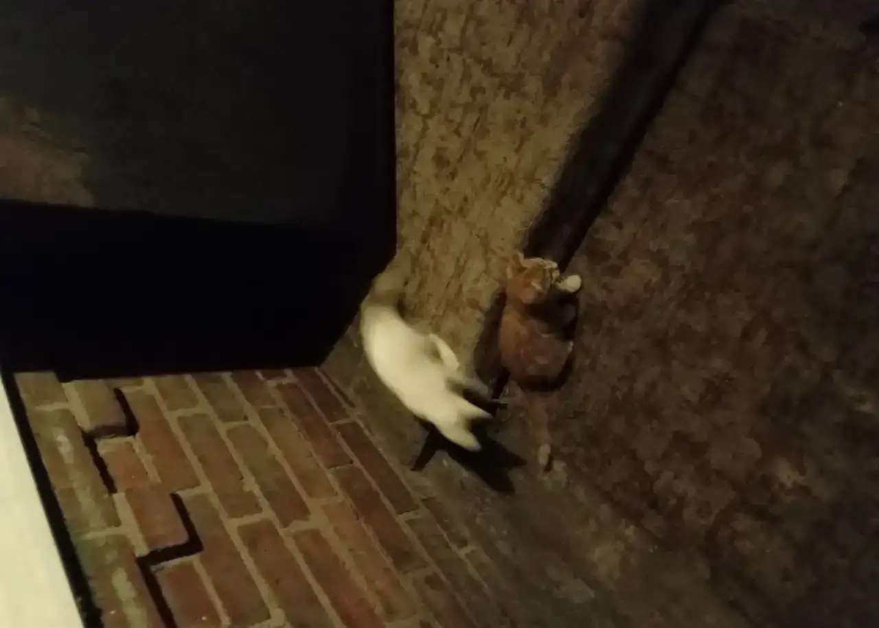 Котята