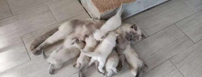 Шотландские котята