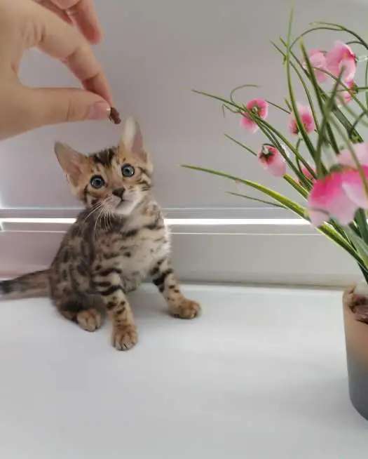 Бенгальские котята