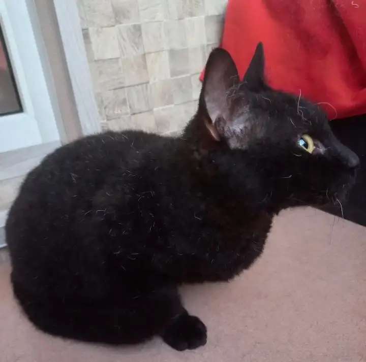 Кудрявый котик в добрые руки