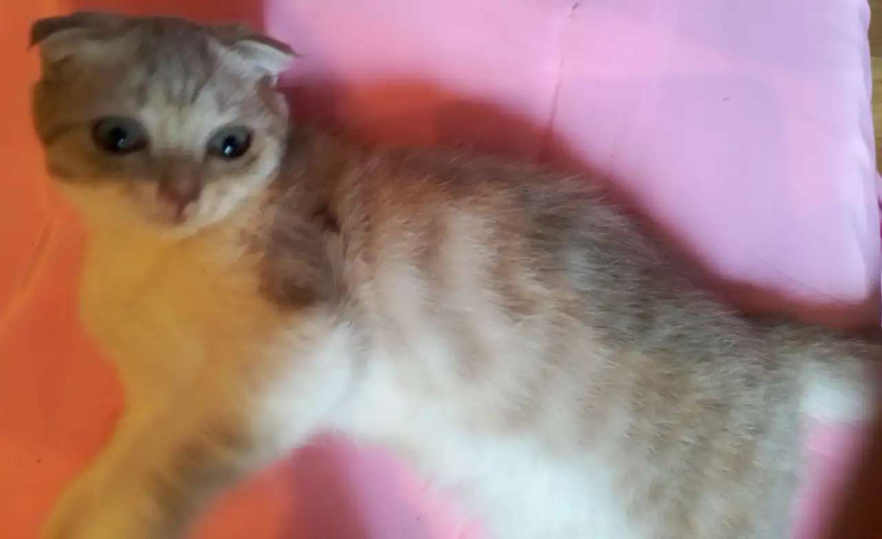 Шотландские вислоухие котята