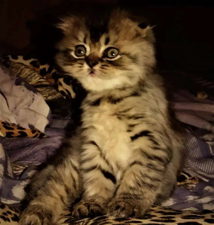 Шотландские котята.
