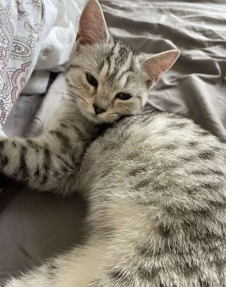 Кошка в добрые руки