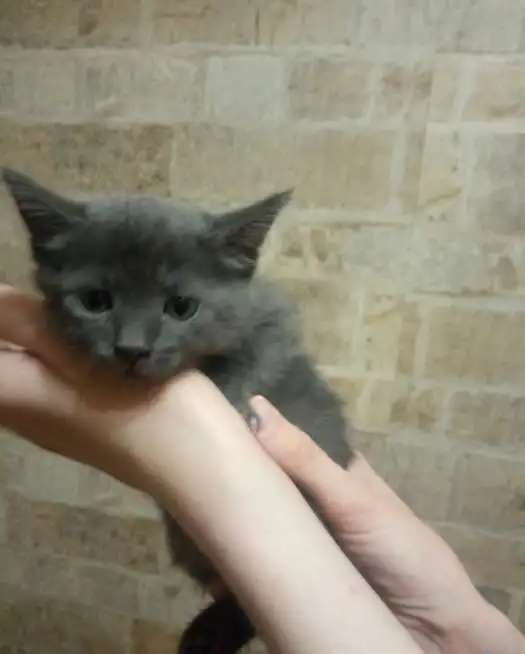 котята