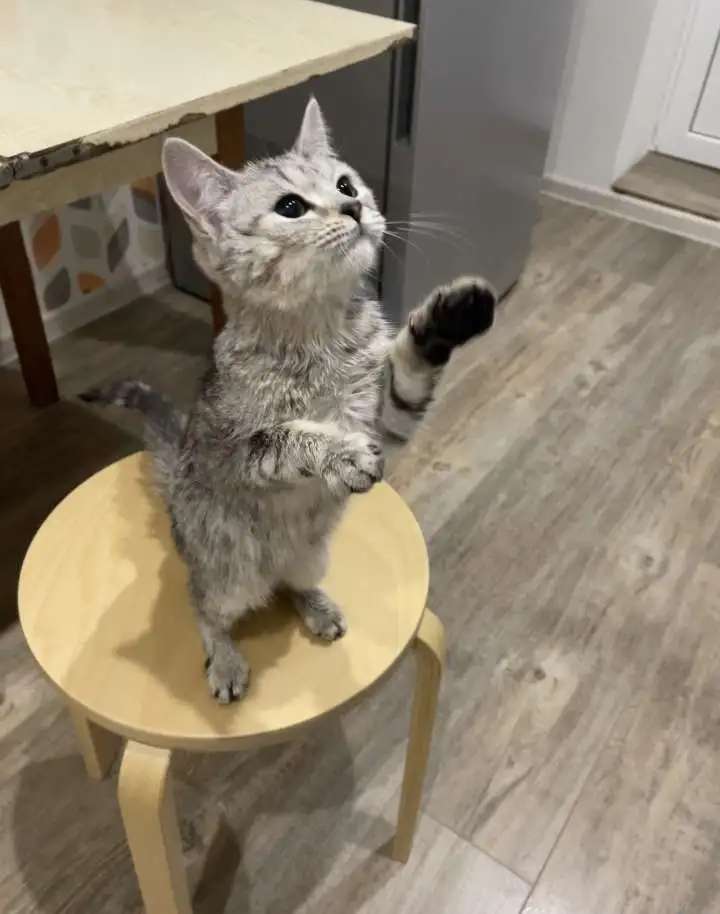 Кошка в добрые руки