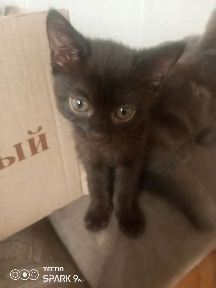 Отдам котят бесплатно