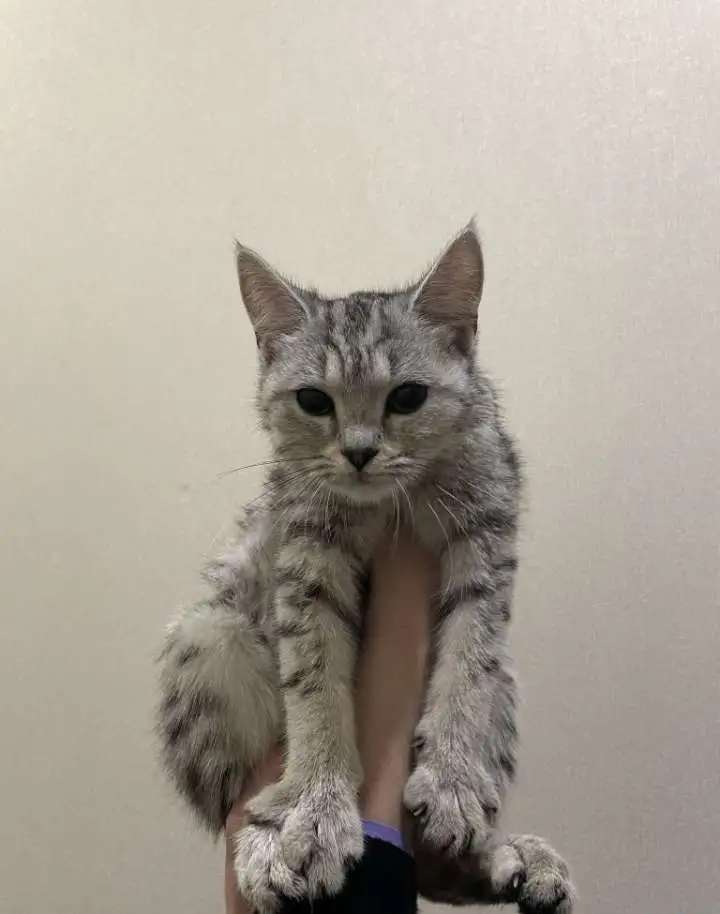 Кошка в добрые руки