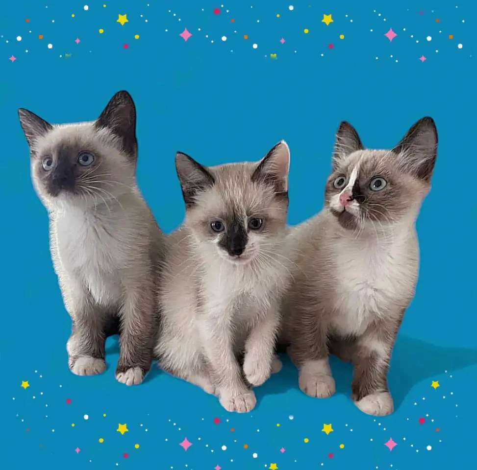 Сиамский котенок