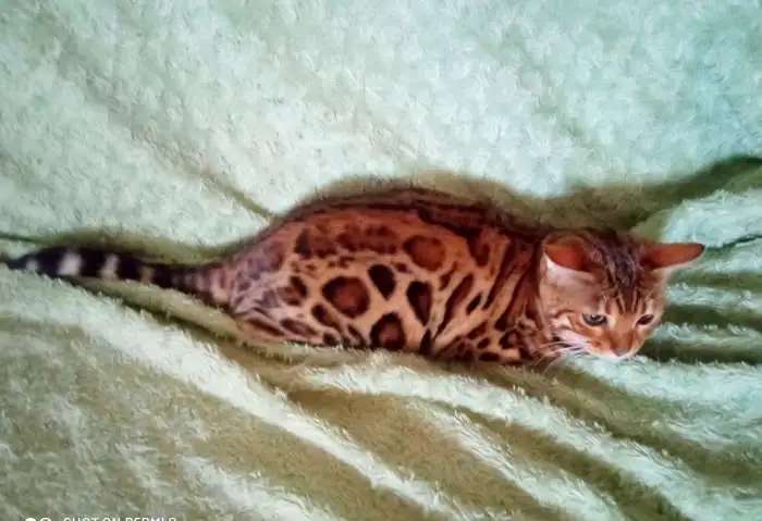 Бенгальские подрощенные котята