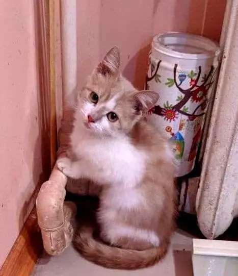 Милота и нежнятина