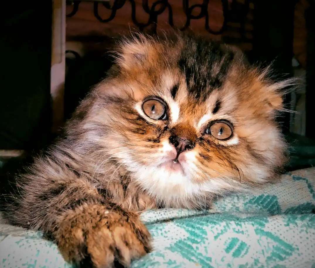 Шотландские котятки!
