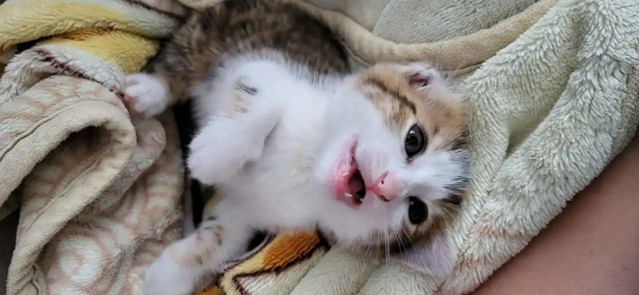 Кошечка