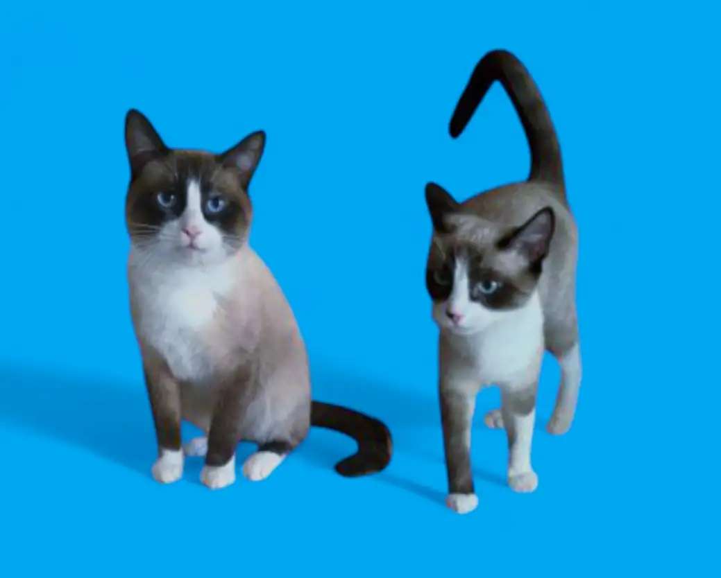 Сиамский котенок