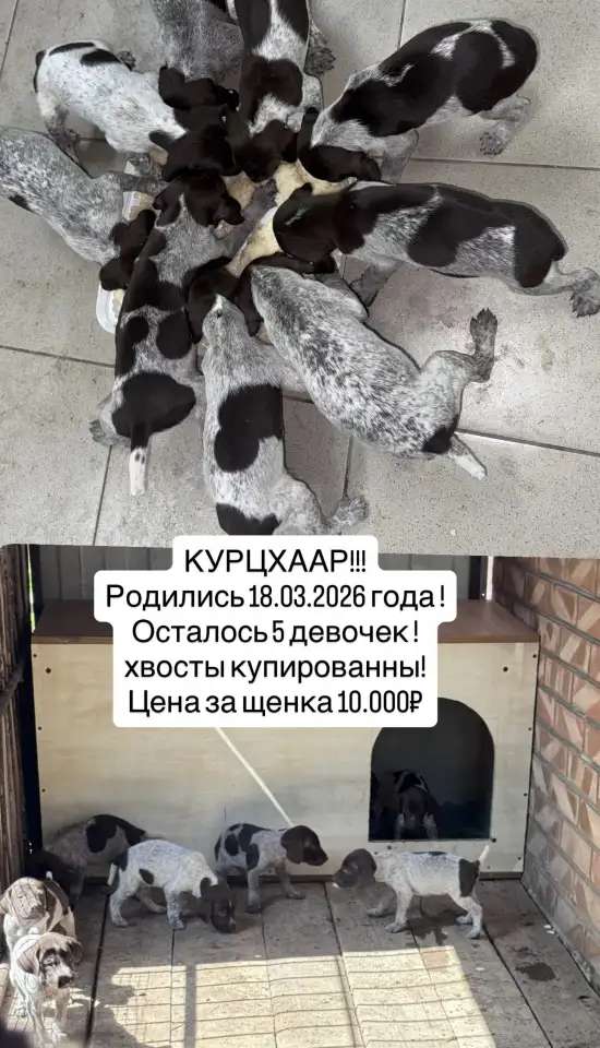 Курцхаар