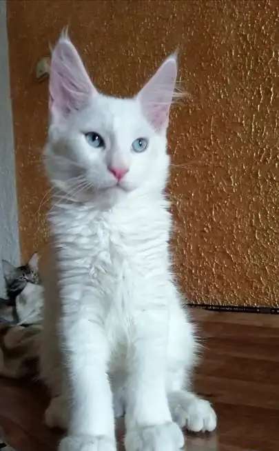 котята мейн кун