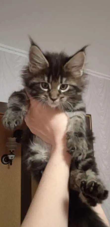 Котятки Мейн-кун